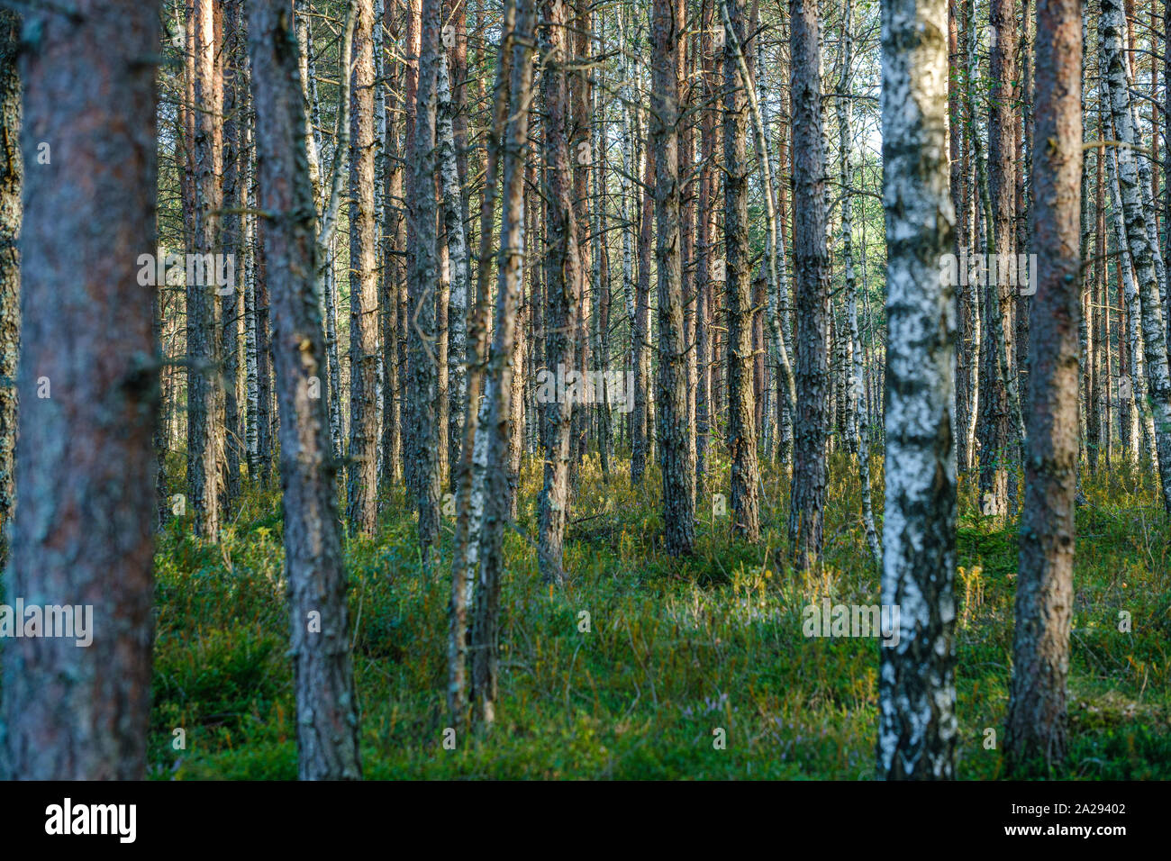 large isolated tree trunks in green forest with blur background