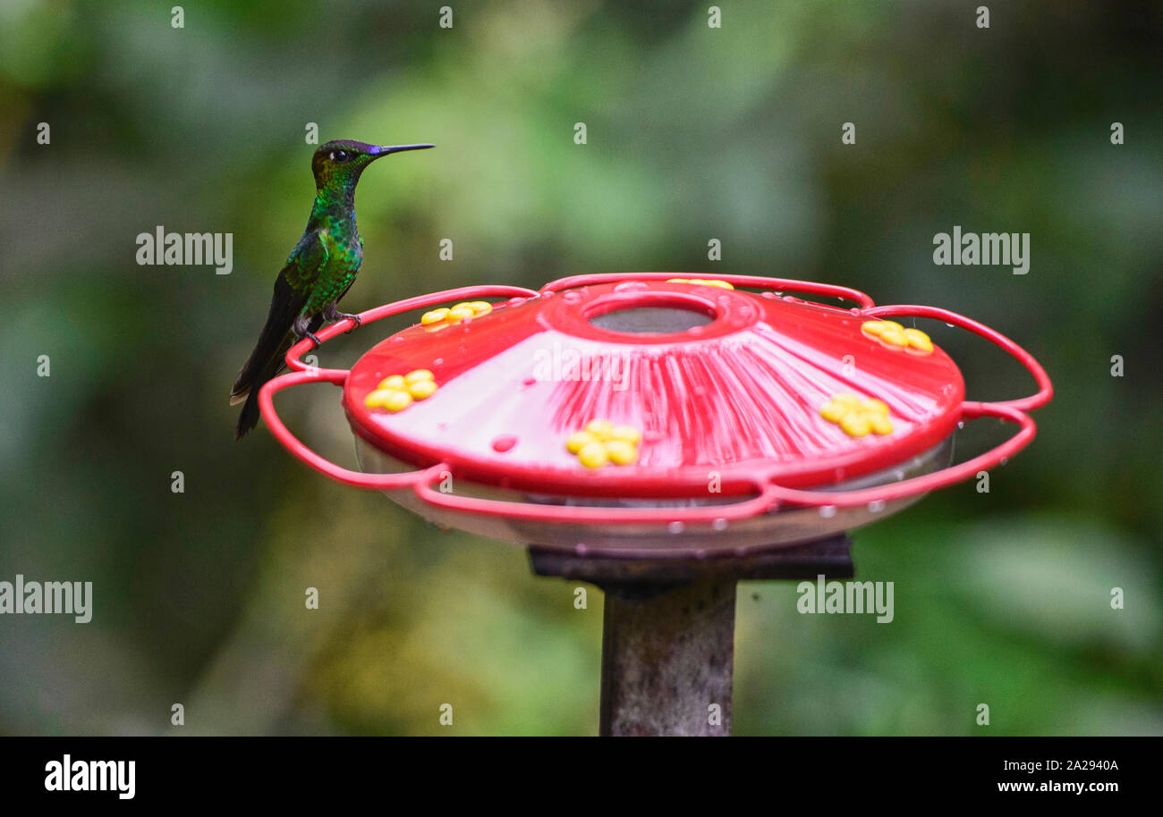 Glittering-throated Emerald hummingbird (Amazilia fimbriata), Copalinga, Podocarpus National Park, Zamora, Ecuador Stock Photo