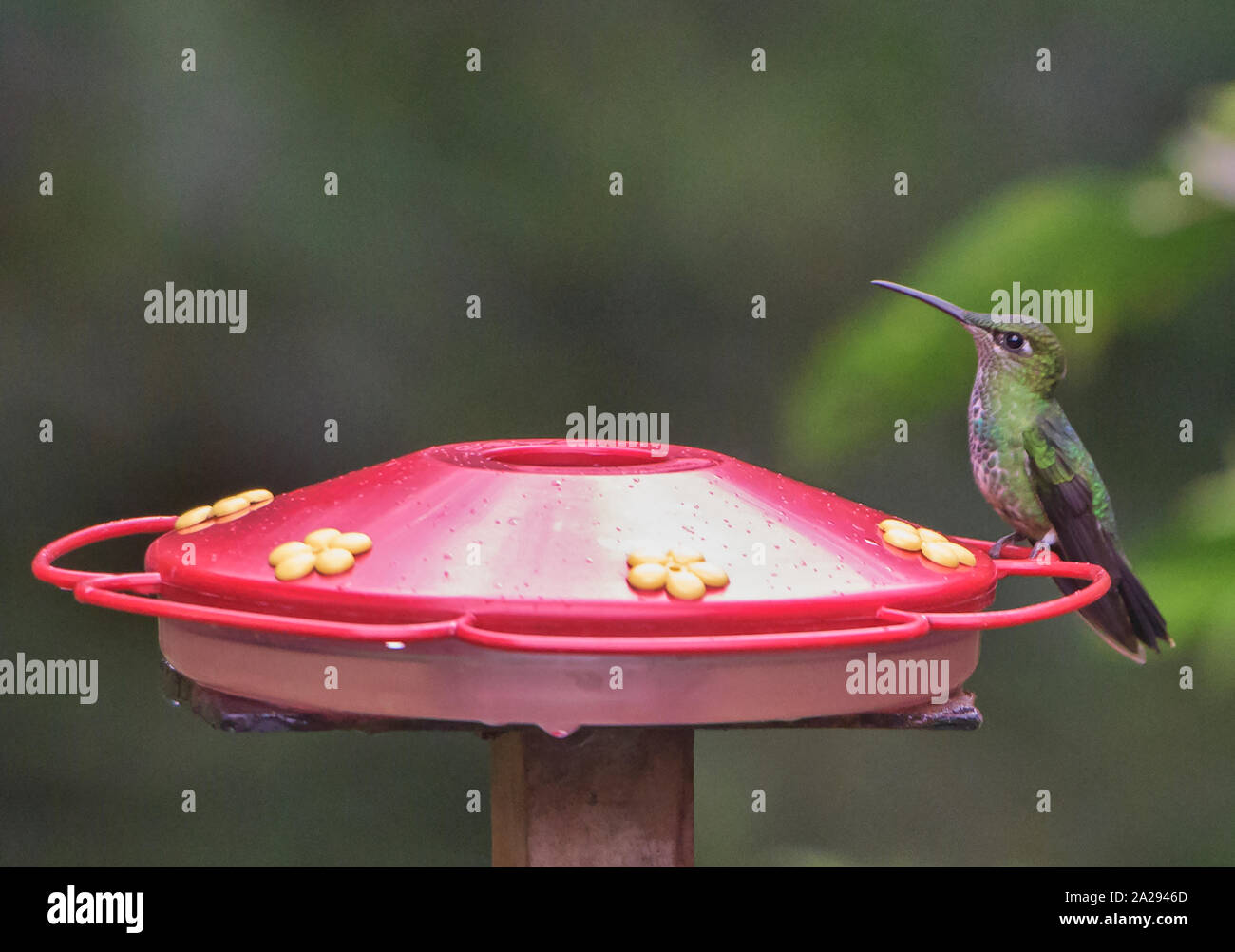 Glittering-throated Emerald hummingbird (Amazilia fimbriata), Copalinga, Podocarpus National Park, Zamora, Ecuador Stock Photo
