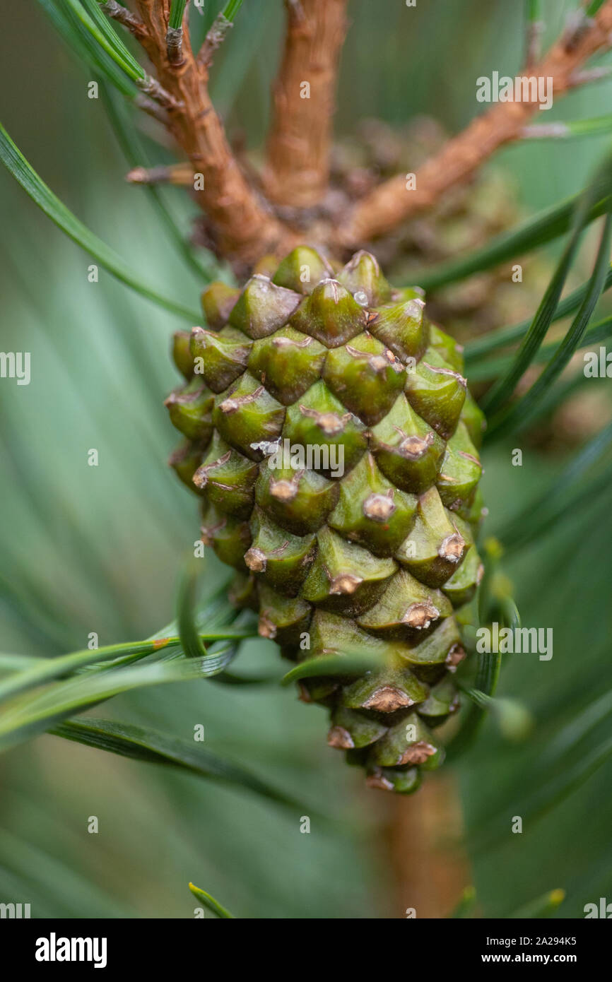 Green pine cone hanging from a tree in early autumn. Stock Photo