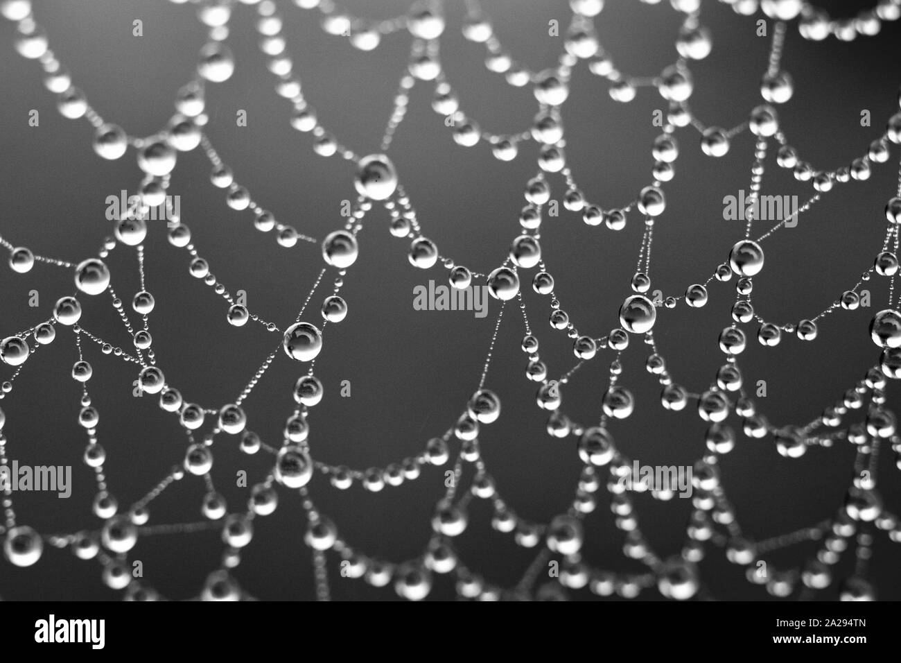 Winters Mist Bejewelling a Spiders Web. Black and White, Dramatic Macro Photo. Exeter Crematorium, Devon, UK. Stock Photo