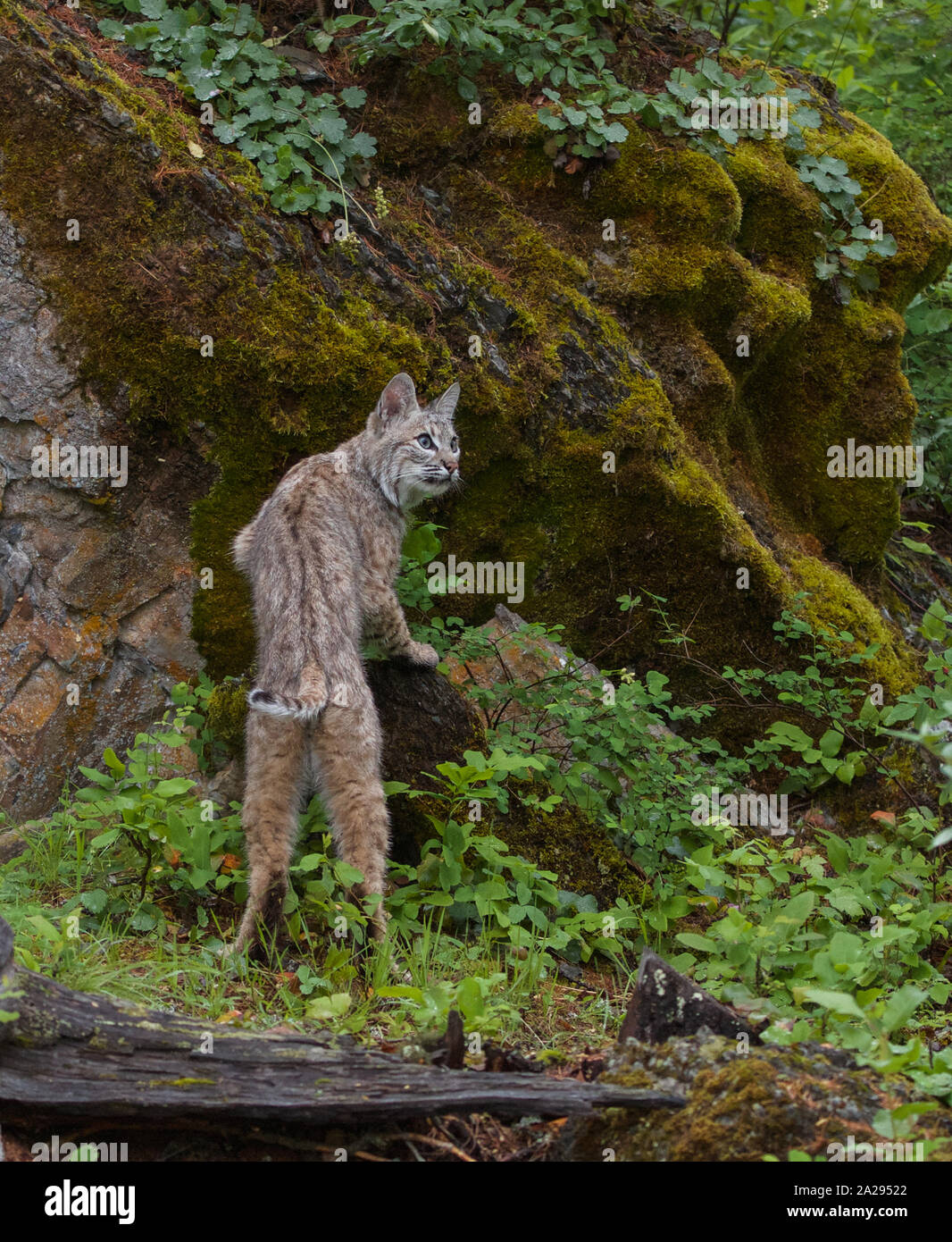 Bobcat in Montana Stock Photo Alamy