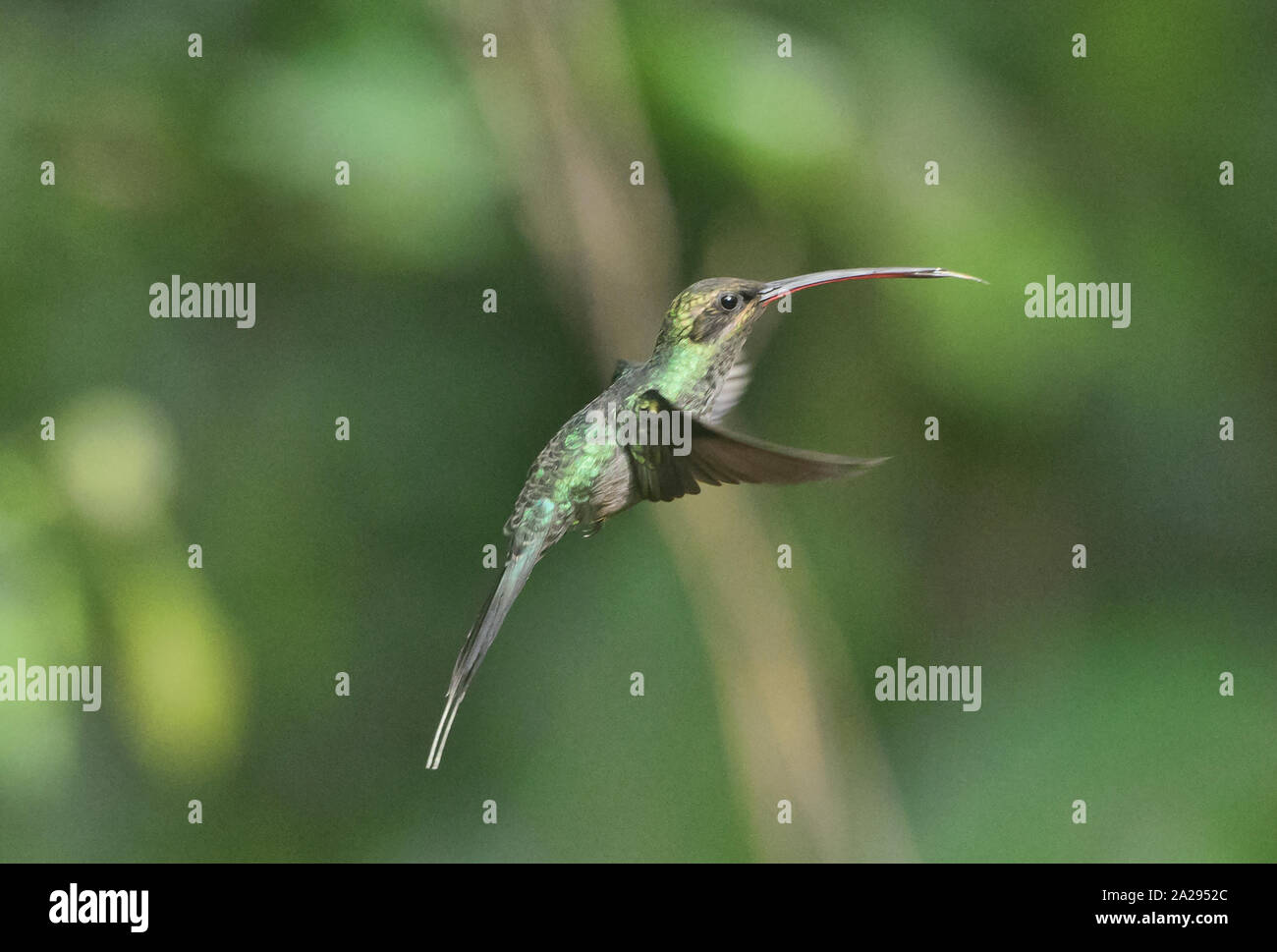 Green hermit hummingbird (Phaethornis guy), Copalinga, Podocarpus National Park, Zamora, Ecuador Stock Photo