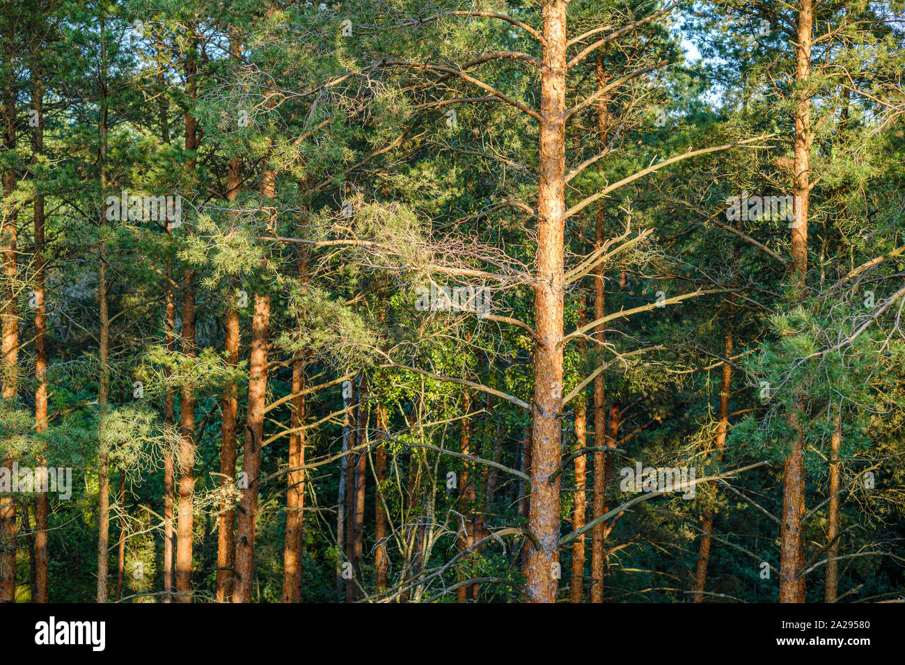 large isolated tree trunks in green forest with blur background