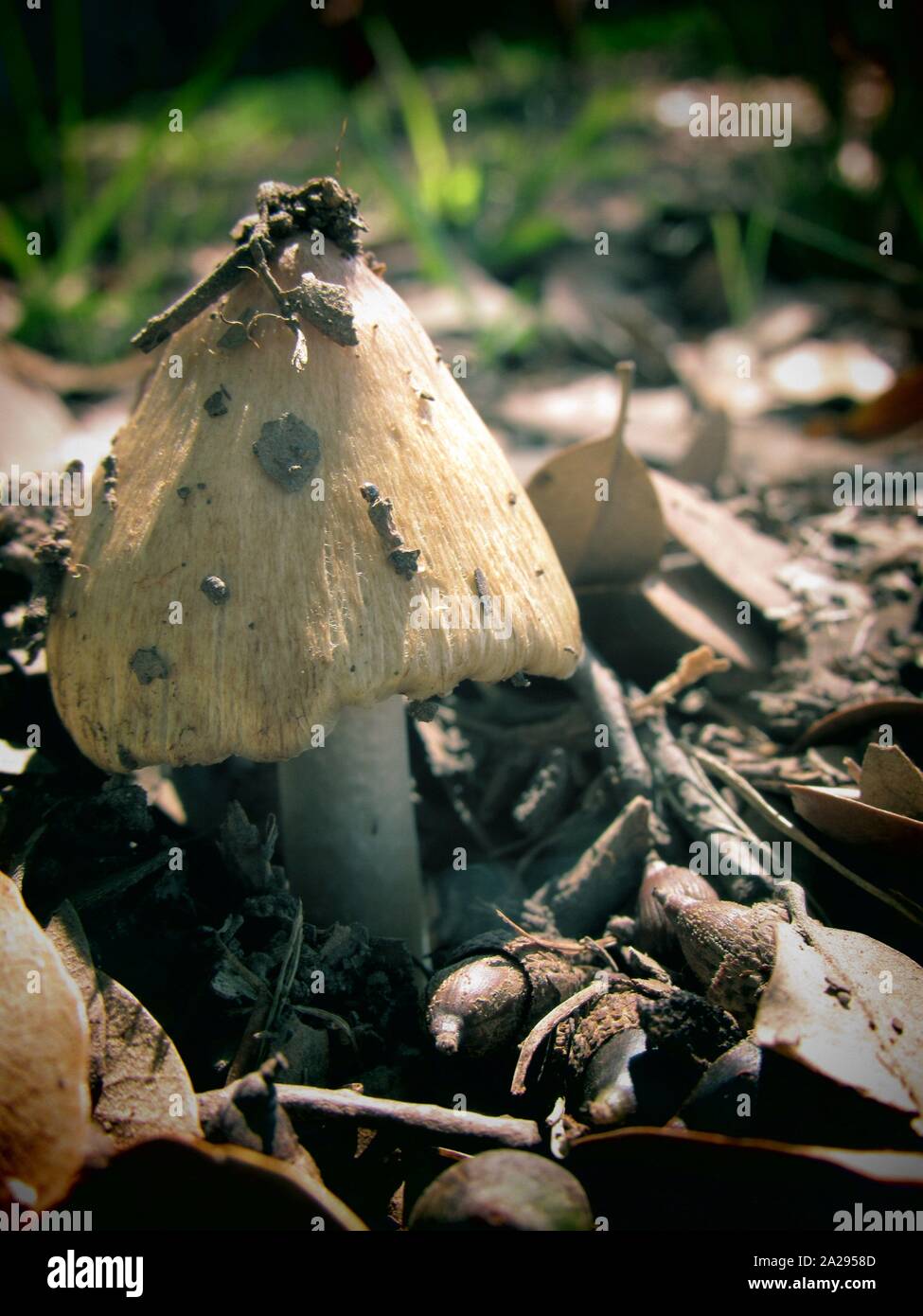 Mushroom appearing after a rain in Texas Stock Photo