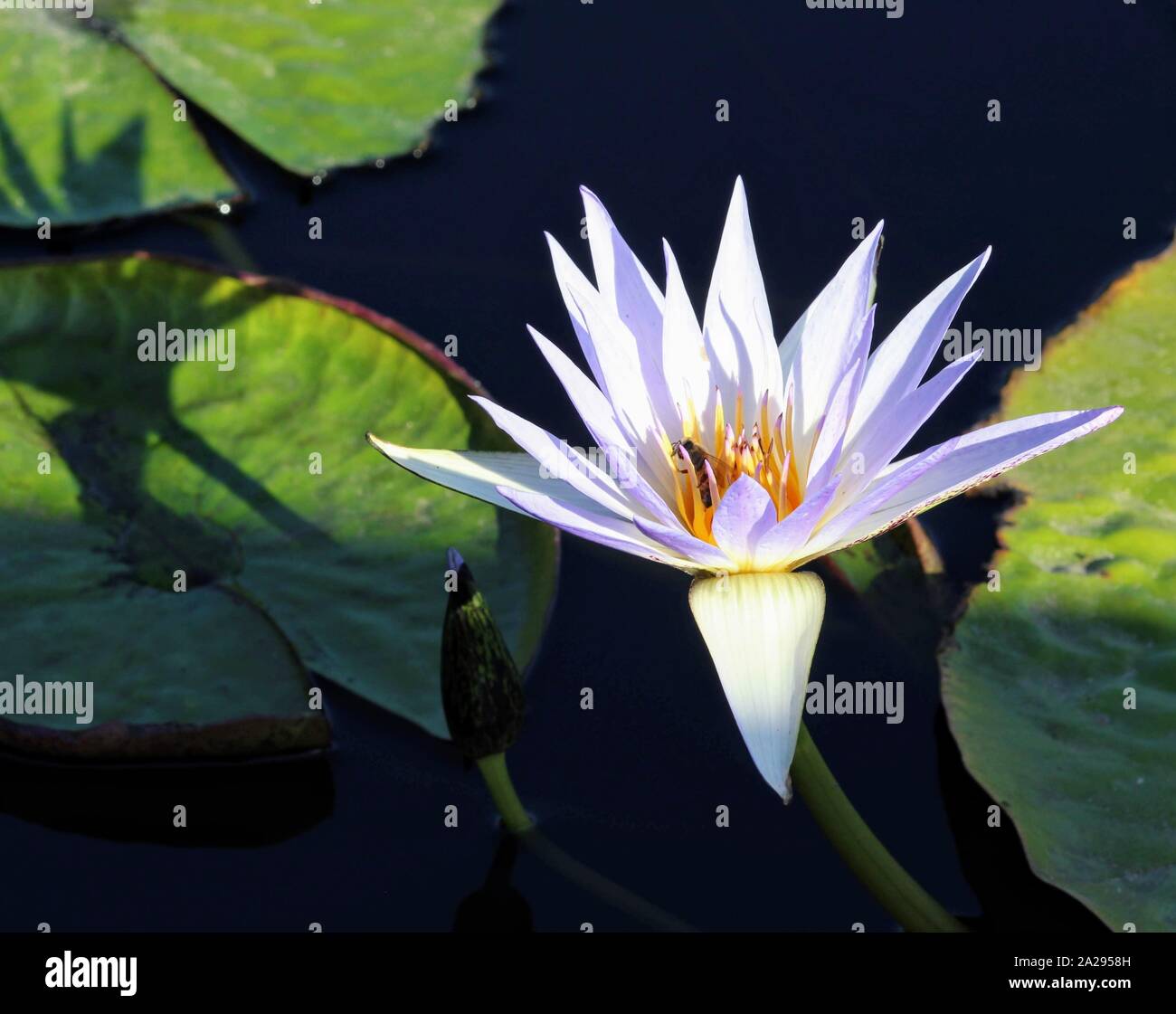Honey bee inside of a Lily at the International Water Lily Garden in
