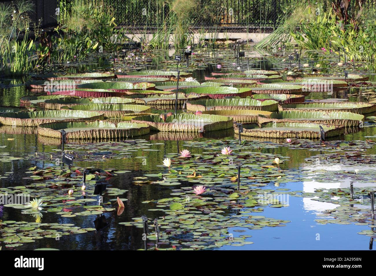 International Water Lily Garden in San Angelo, Texas, USA Stock Photo