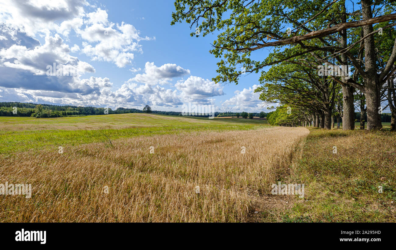 countryside landscape of fields and forests in summer sunny day Stock ...