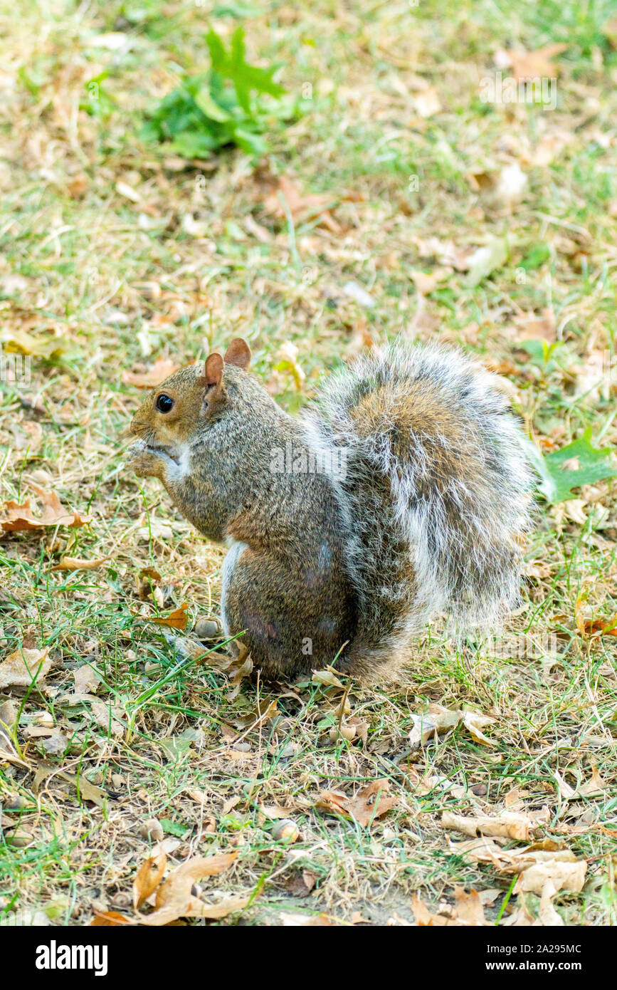 Eastern gray squirrel is native to the eastern USA and Canada Stock ...