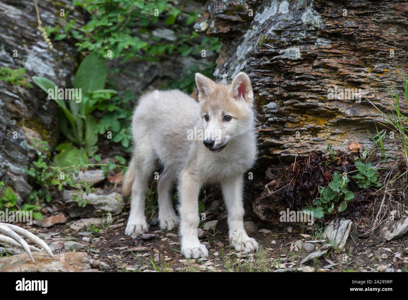 White/Grey Wolf 🐺  Wolf dog, Wolf photos, Beautiful wolves