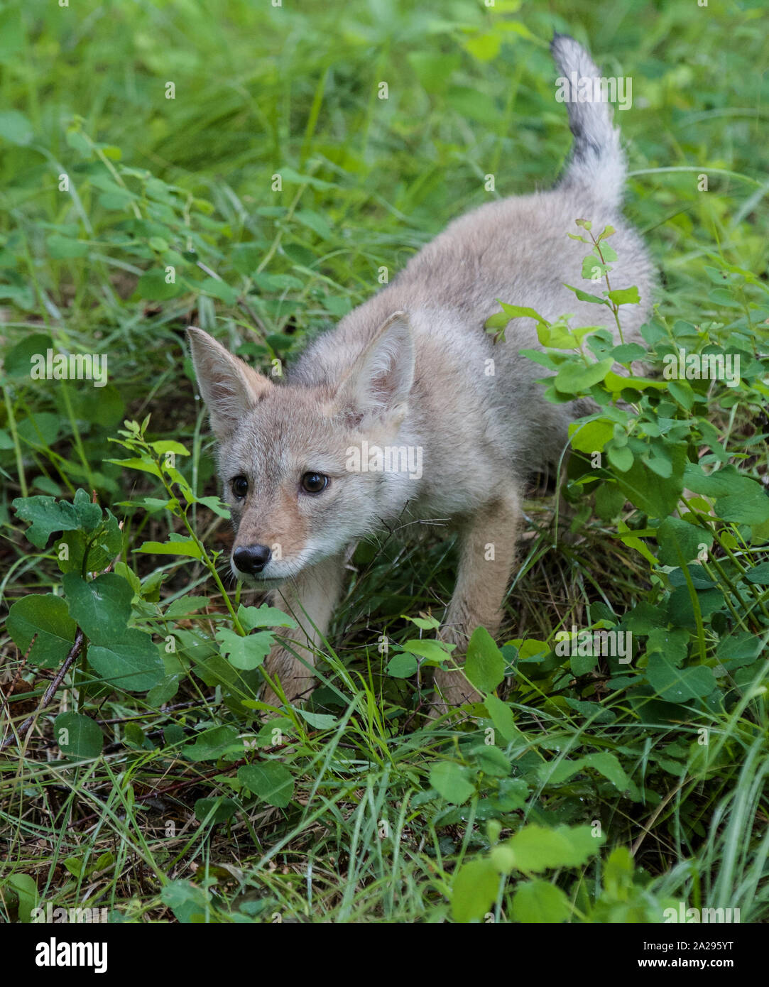 Young coyote hires stock photography and images Alamy