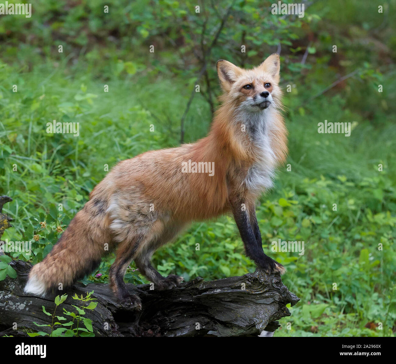 Adult red fox hires stock photography and images Alamy