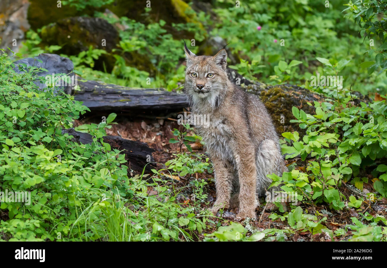 Alaska lynx hires stock photography and images Alamy