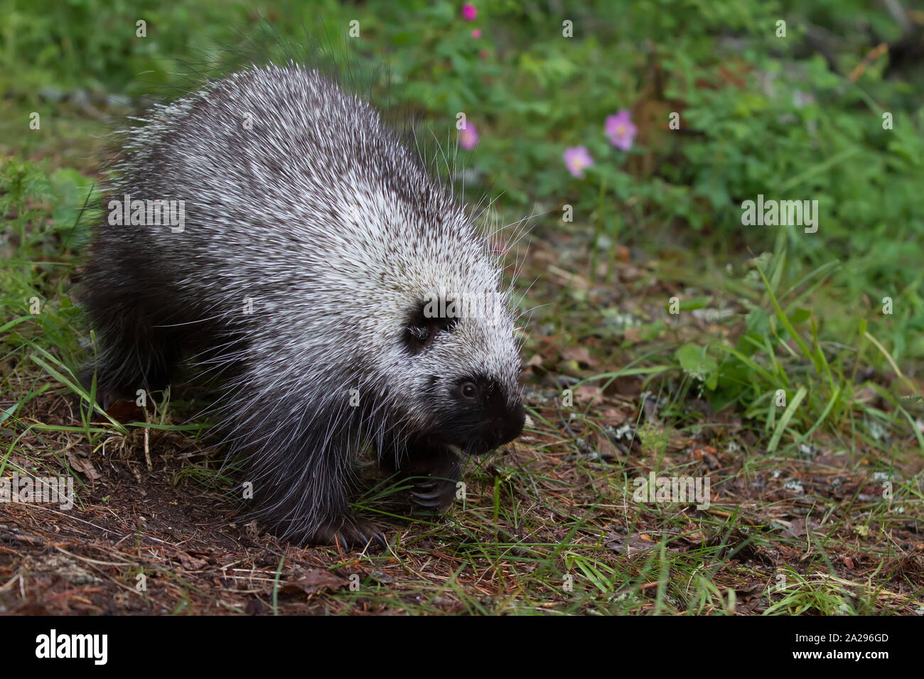 Young Porcupine in Montana Stock Photo
