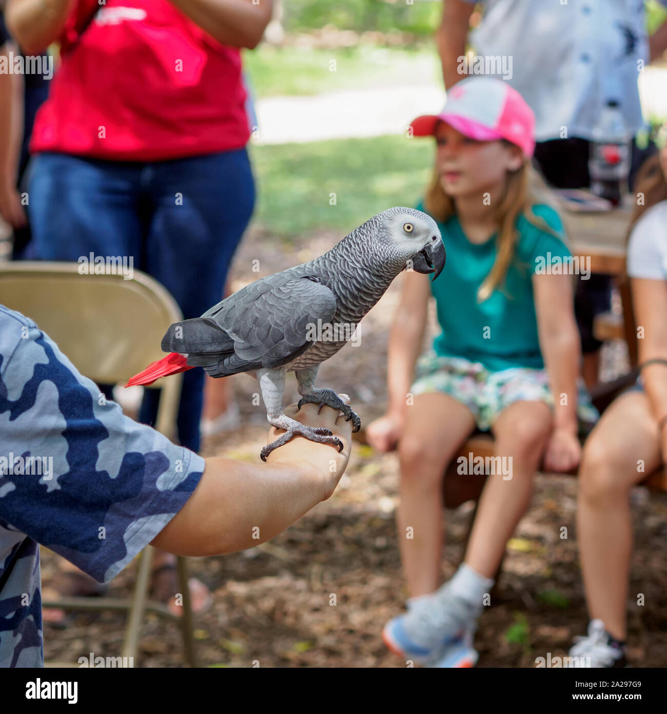 African Grey Parrot on boys arm at the 'Parrot Talk' presentation, South Texas Botanical Gardens & Nature Center in Corpus Christi, Texas USA. Stock Photo