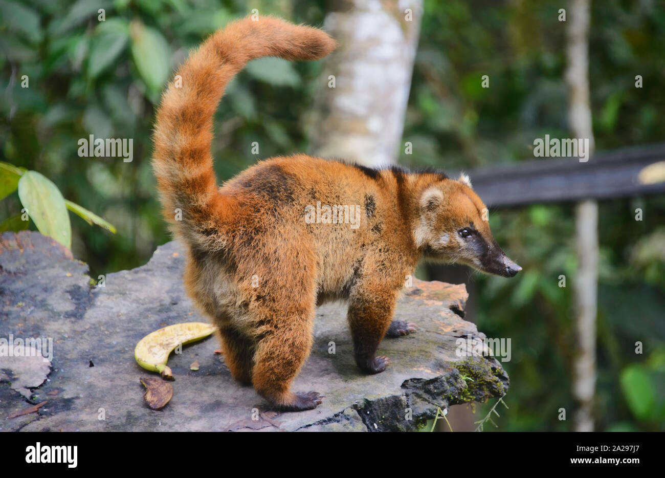 South American coati (Nasua nasua), Copalinga, Podocarpus National Park, Zamora, Ecuador Stock Photo
