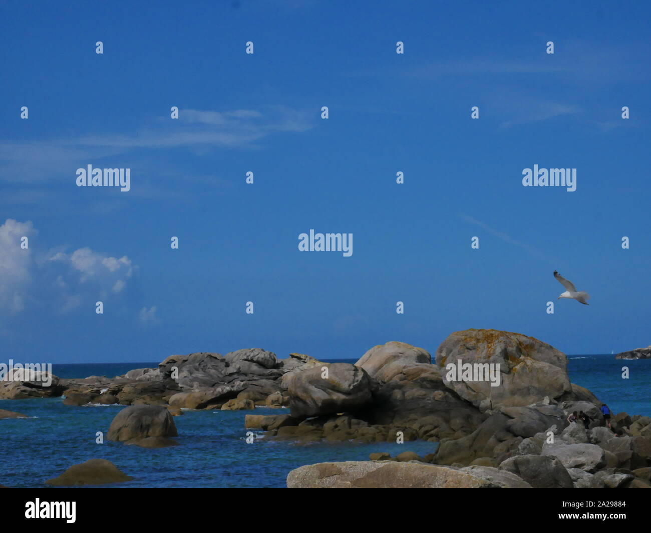 La plage de rochers en granit de meneham , avec une moutte en plein vol , eau bleu turquoise , plage de kerlouan , bretagne Stock Photo