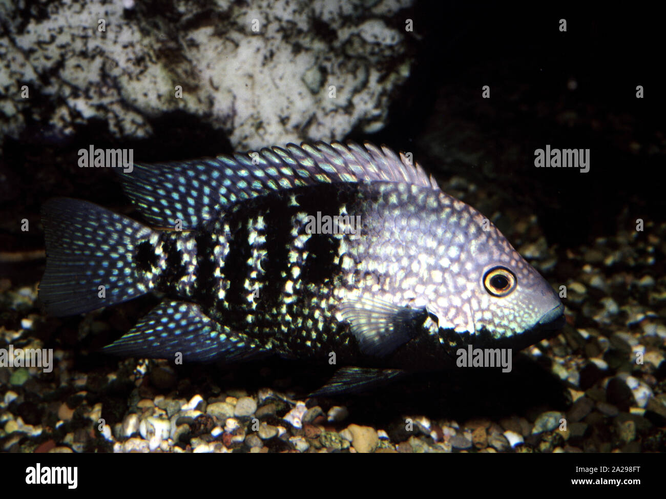Texas Or Rio Grande Cichlid Herichthys Cyanoguttatus Stock Photo Alamy