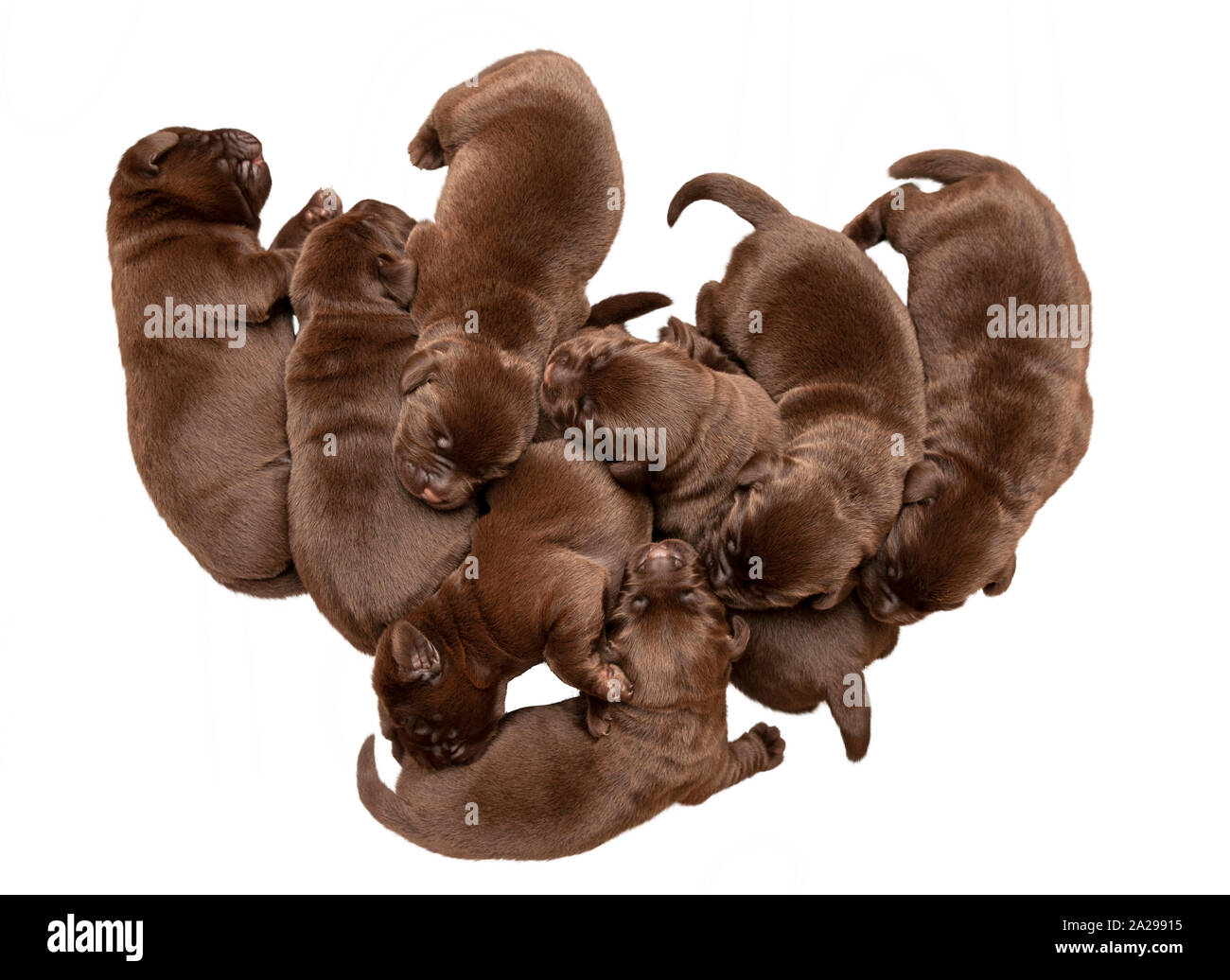 A one week old litter of eight chocolate Labrador puppies Stock Photo