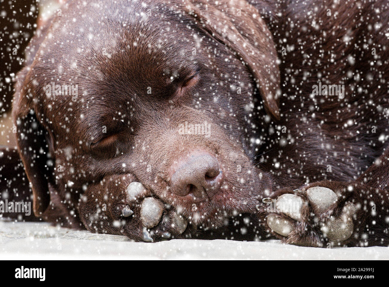 Sleeping chocolate Labrador Dog surrounded with snow Stock Photo