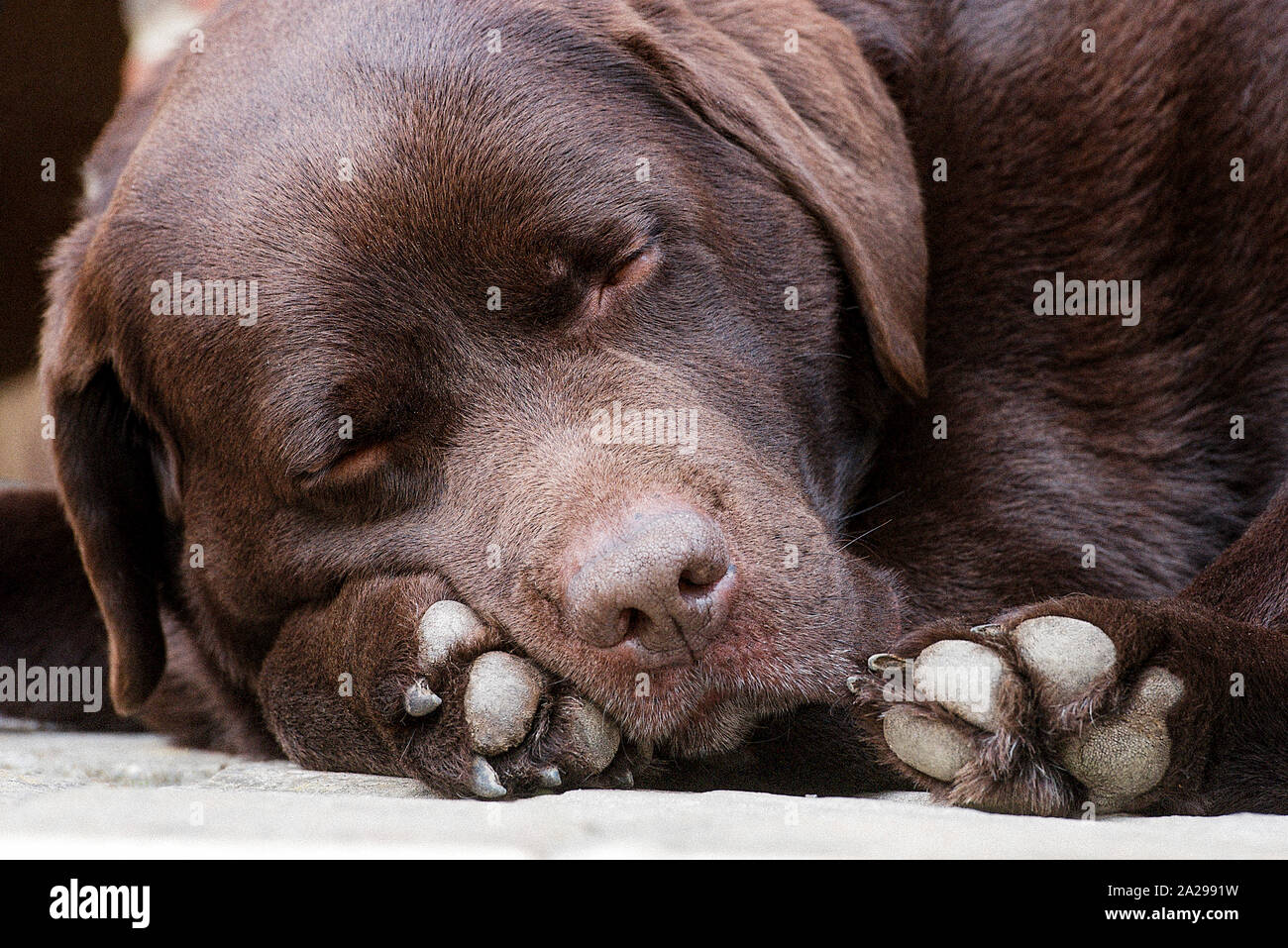 Sleeping chocolate Labrador Dog Stock Photo