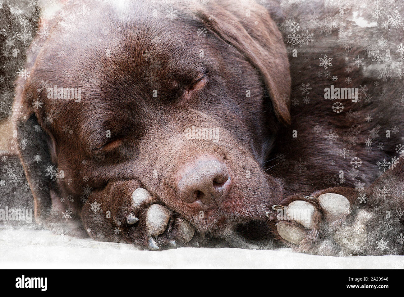 Sleeping chocolate Labrador Dog surrounded with snow Stock Photo