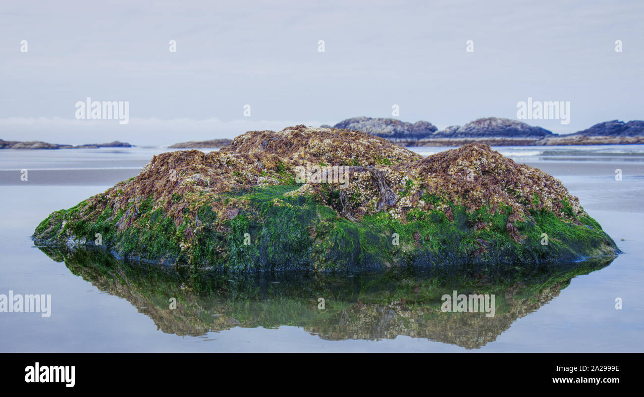 Beautiful Rock covered in seaweed  found on the Long Beach near Tofino at early morning Stock Photo
