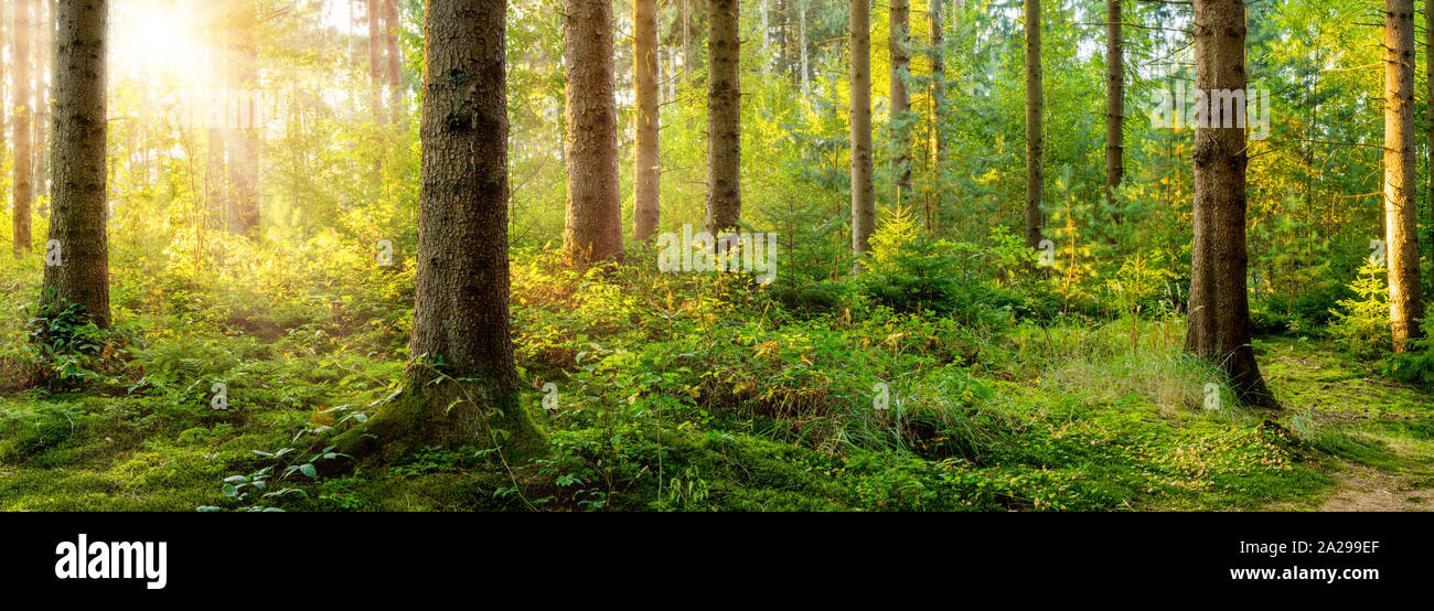 Beautiful forest in spring with bright sunlight shining through the trees Stock Photo