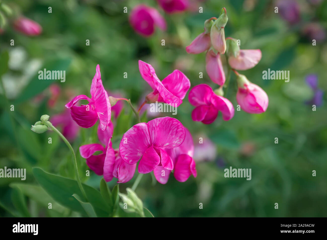Closeup of a flowering Sweet Pea plant. Lathyrus odoratus. Stock Photo