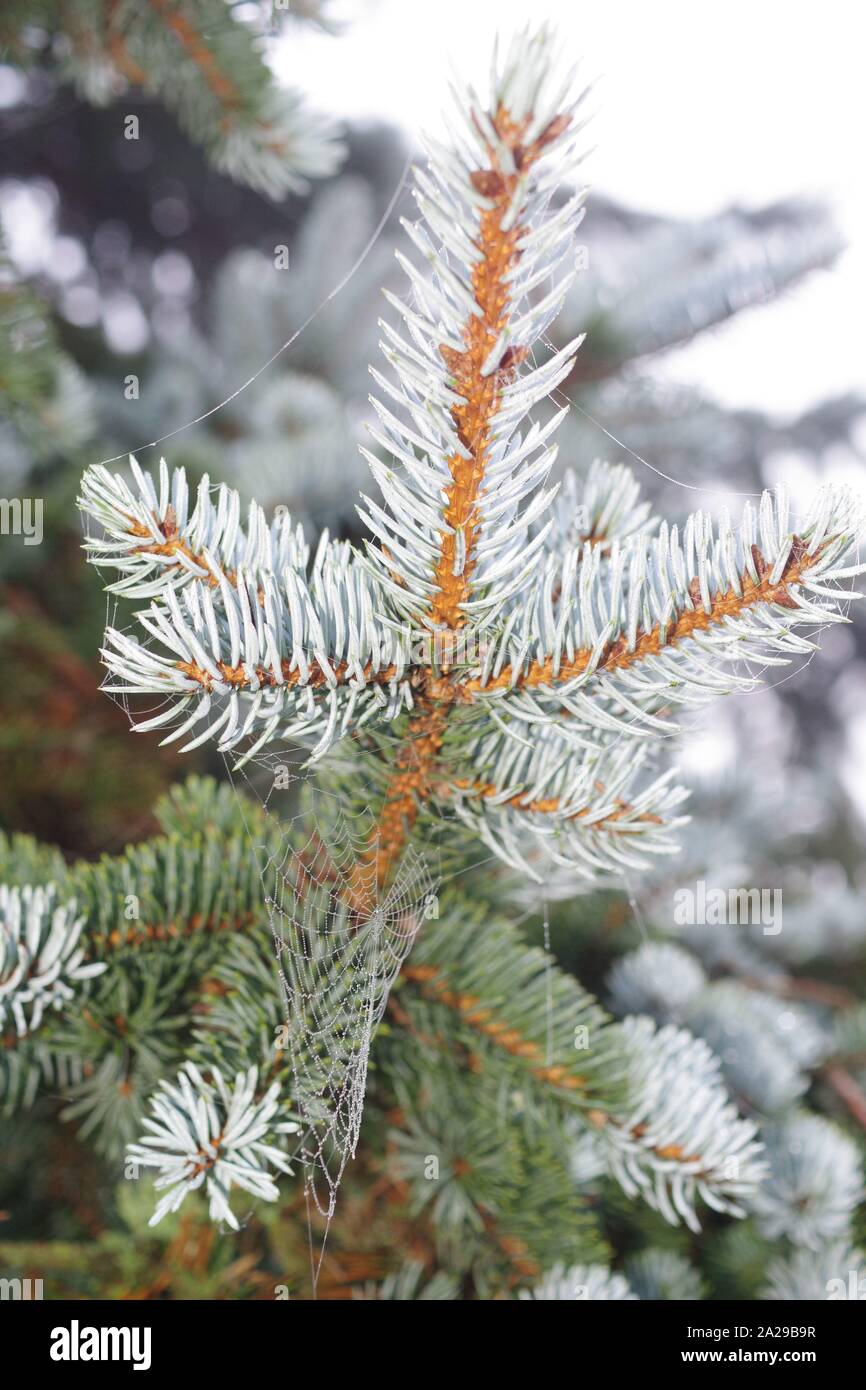 Blue Spruce, Colorado Spruce (Picea pungens). Close Up Macro of the ...