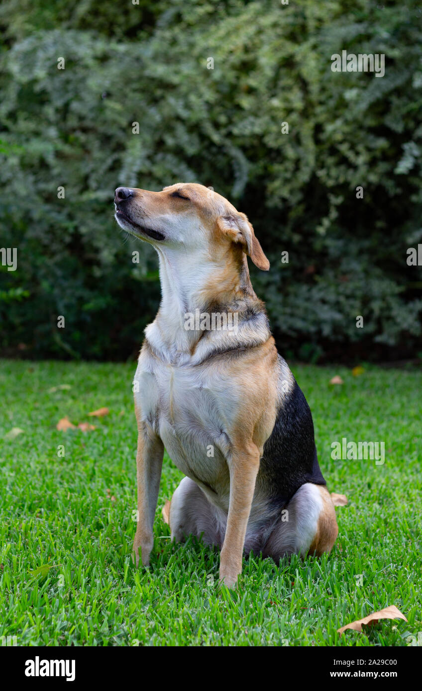 Posing Dog in the Green Grass Stock Photo - Alamy