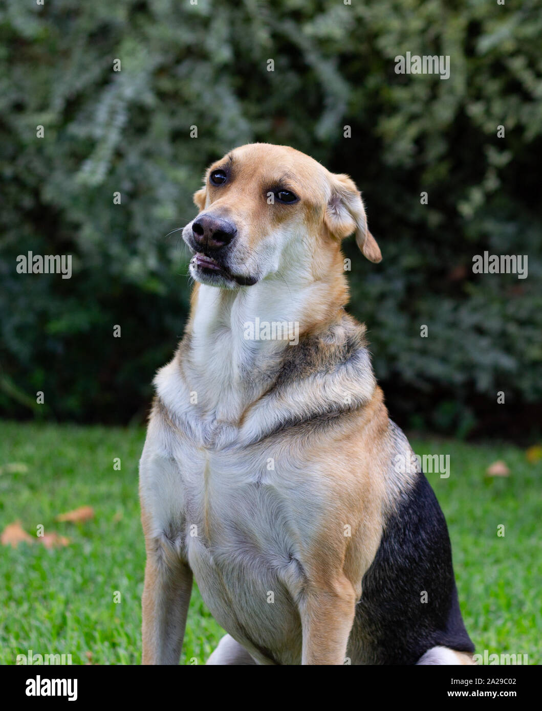 Posing Dog in the Green Grass Stock Photo - Alamy