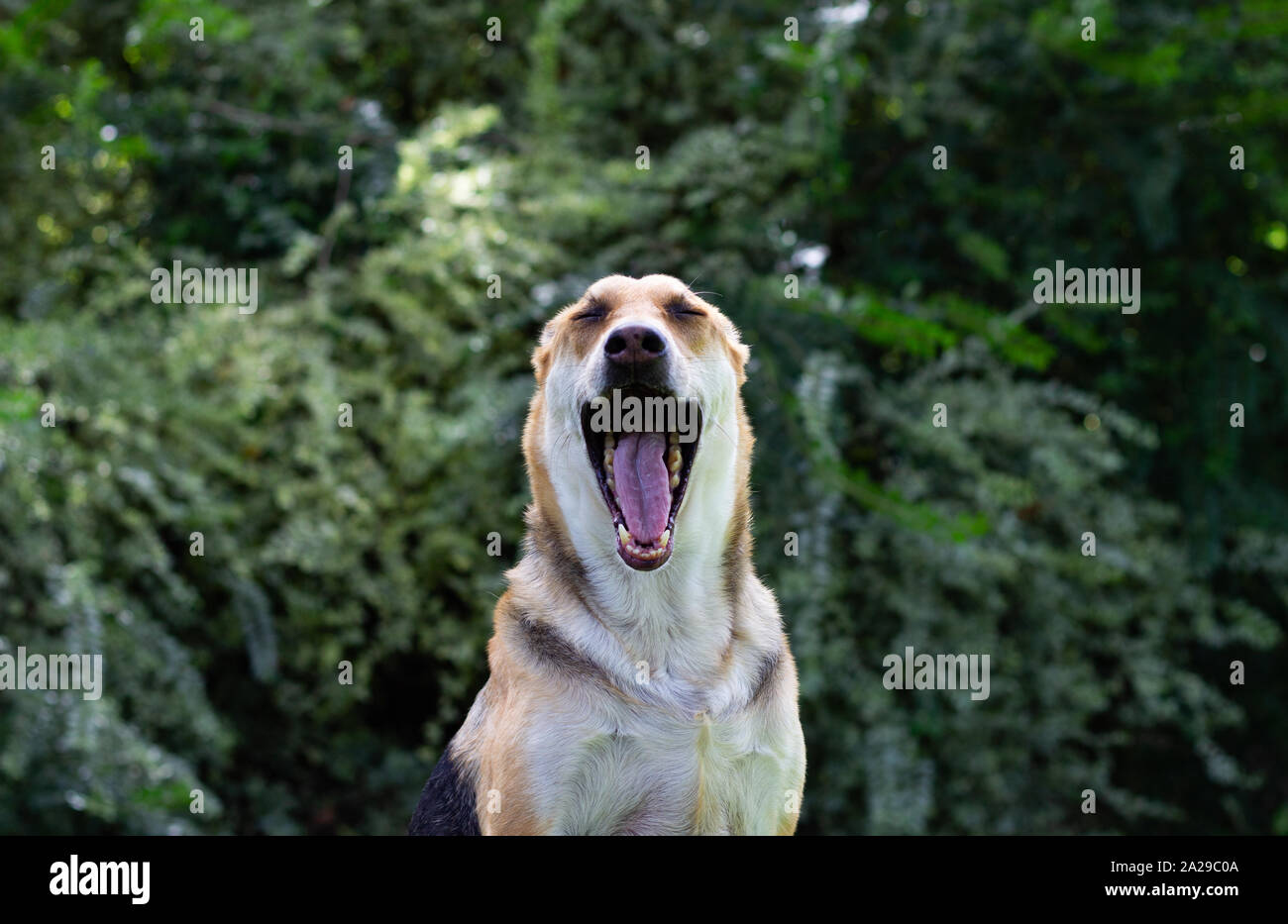 Posing Dog in the Green Grass Stock Photo - Alamy