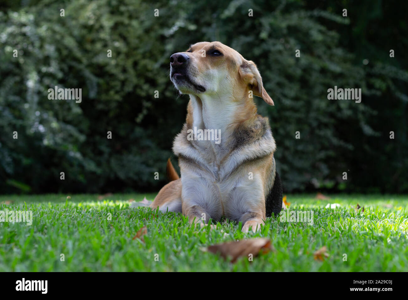 Multicolored dog lying 8n the grass looking to the side with a large shrub in the background Stock Photo