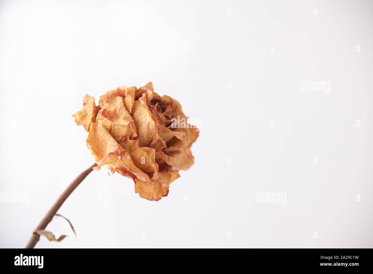 A single dried yellow rose. Stock Photo