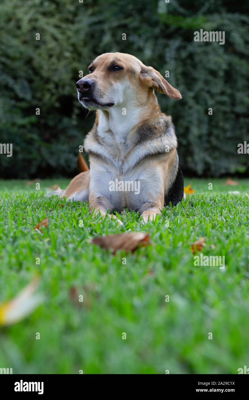 Multicolored dog lying in the green grass looking to the side with a large shrub in the background with leaves in the ground Stock Photo
