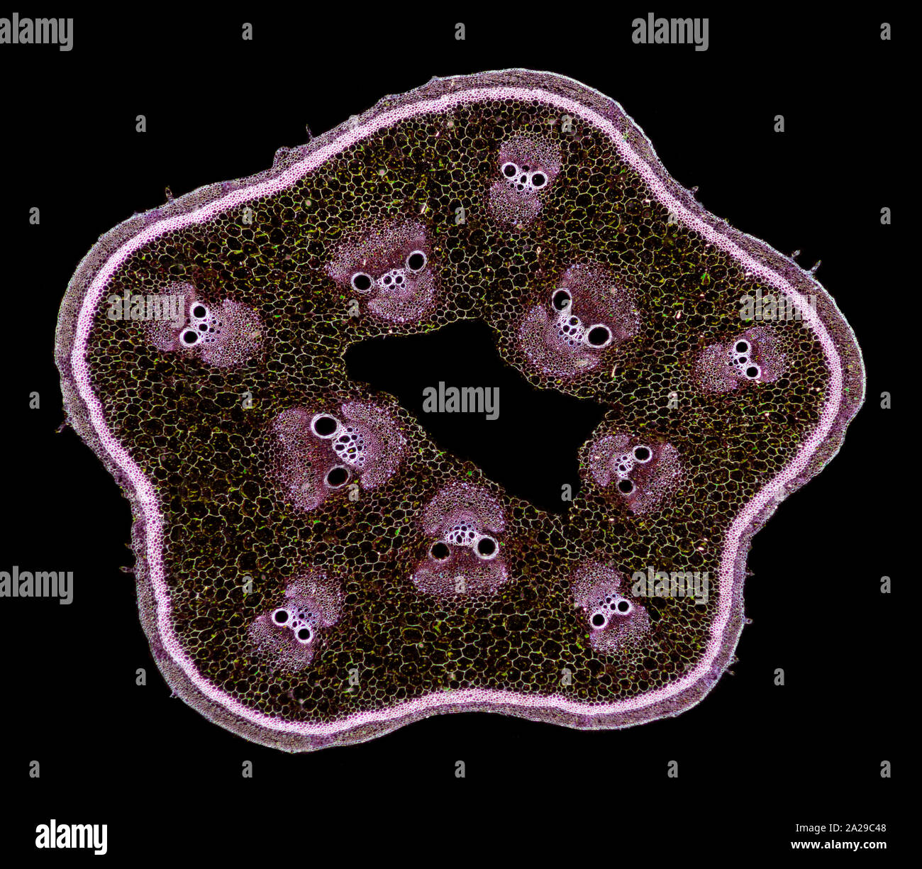 Cucurbita stem TS.,darkfield photomicrograph Stock Photo