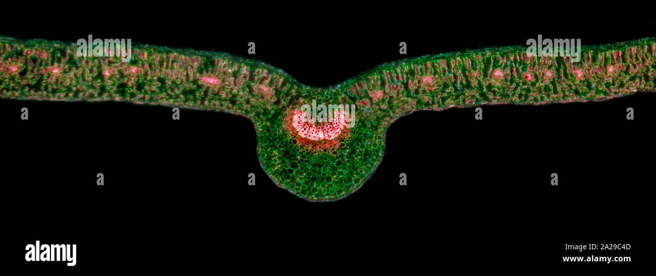 Ligustrum leaf TS, darkfield photomicrograph Stock Photo