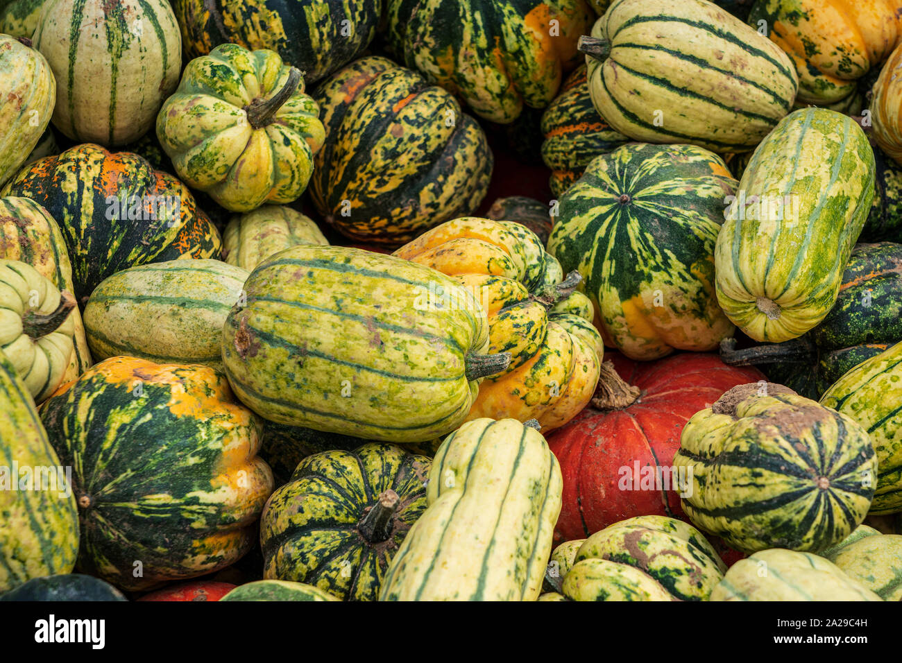 different types of gourds side by side Stock Photo Alamy