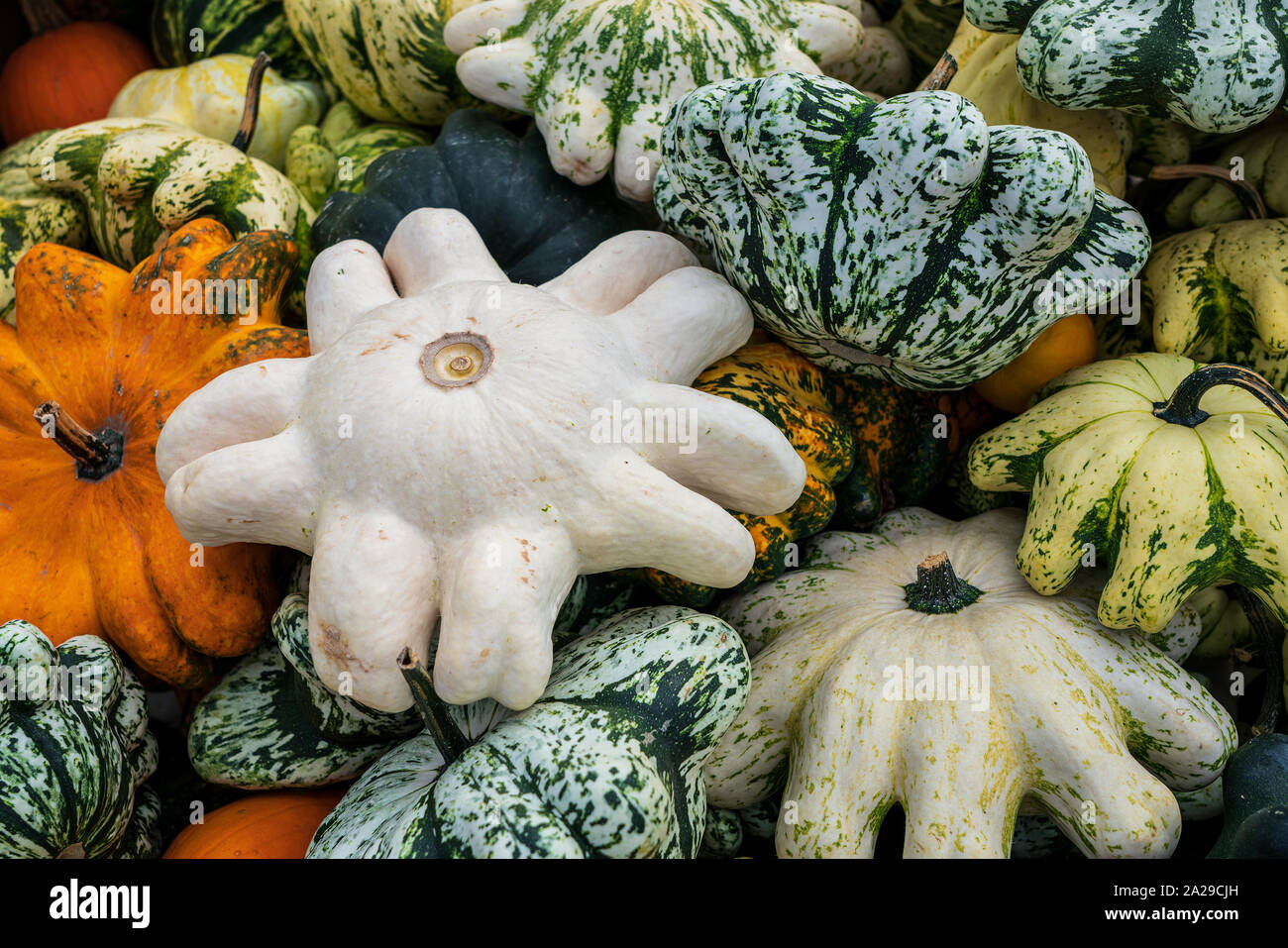 different types of gourds side by side Stock Photo Alamy
