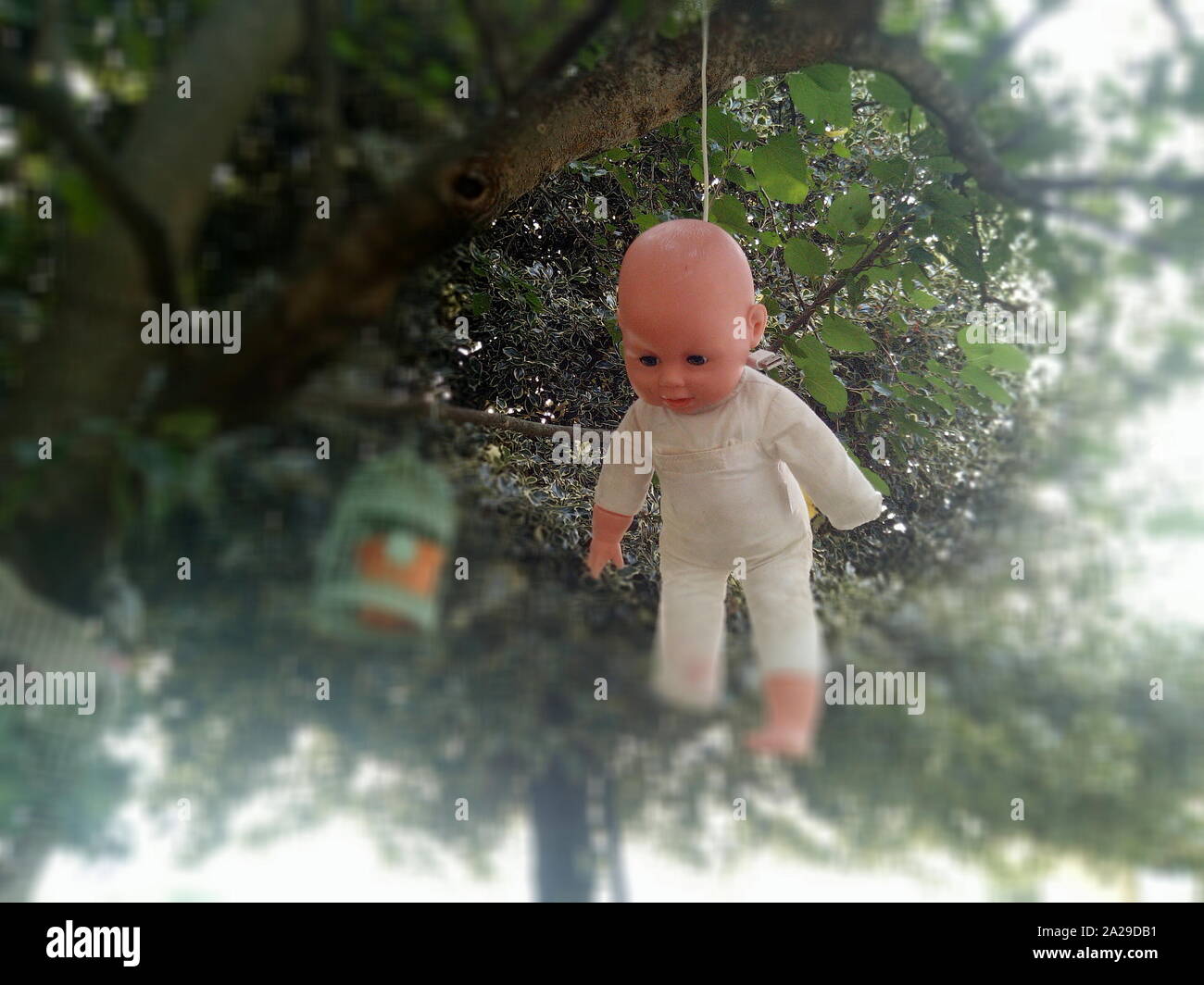 A scary mutilted doll hanged over a tree Stock Photo