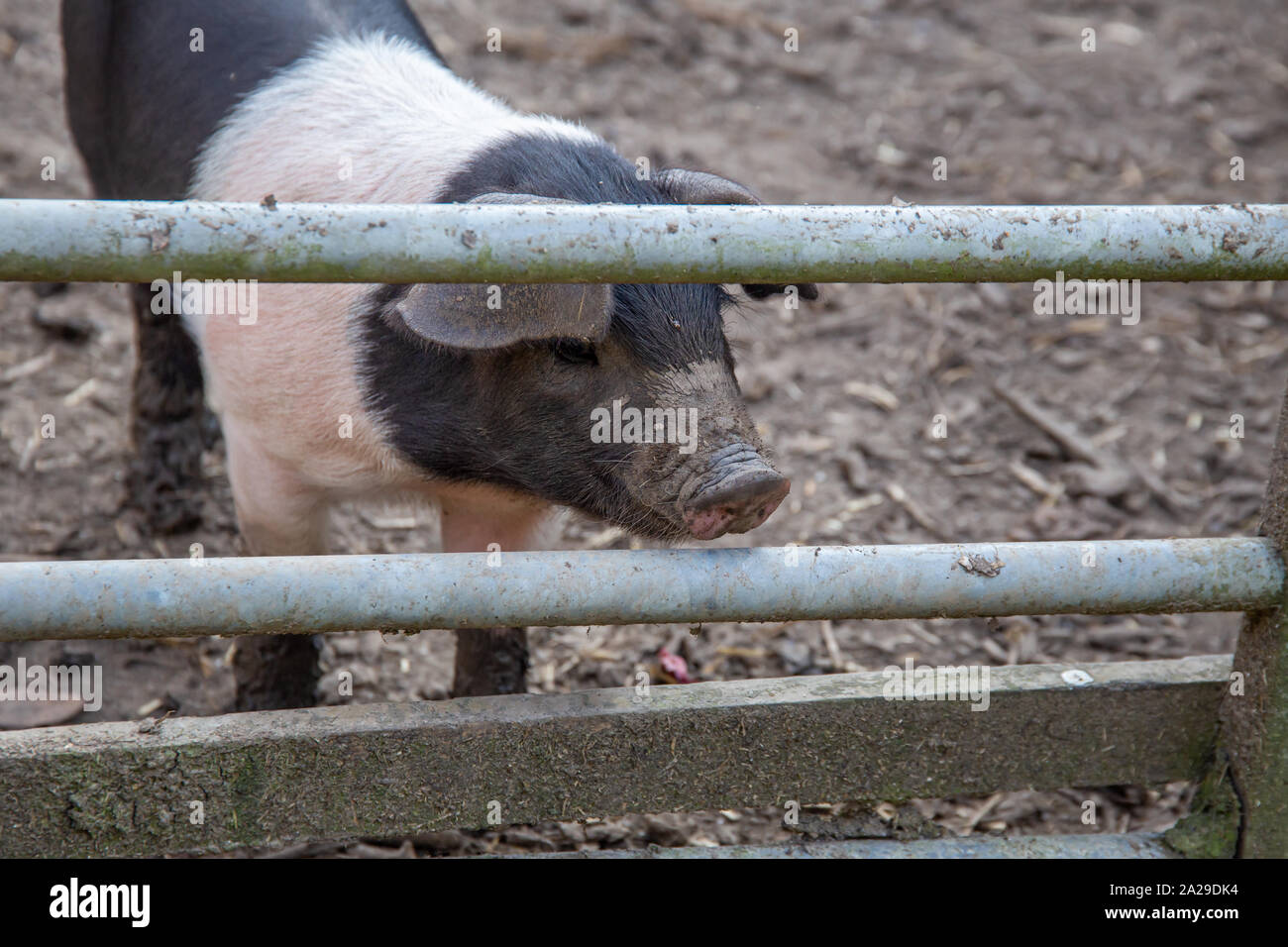 Saddleback piglets, sus scrofa domesticus, behind the fencing of a pigsty Stock Photo