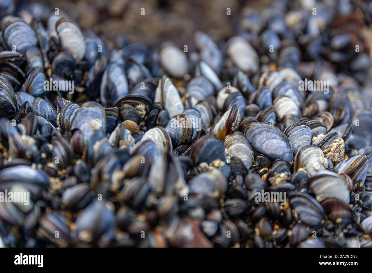 Mussel bed cornwall hires stock photography and images Alamy