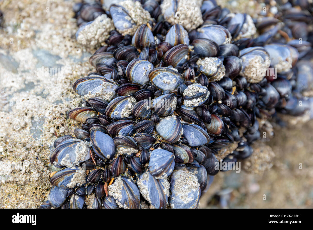 Wild blue mussels, Mytilus edulis, growing on the rocks in the intertidal zone in Cornwall, UK Stock Photo