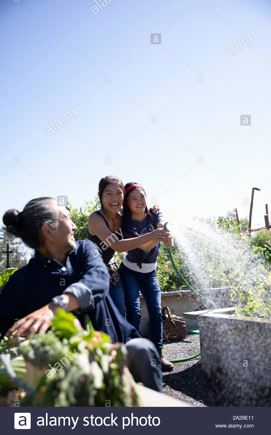 Playful sisters spraying father with hose in sunny community garden Stock Photo