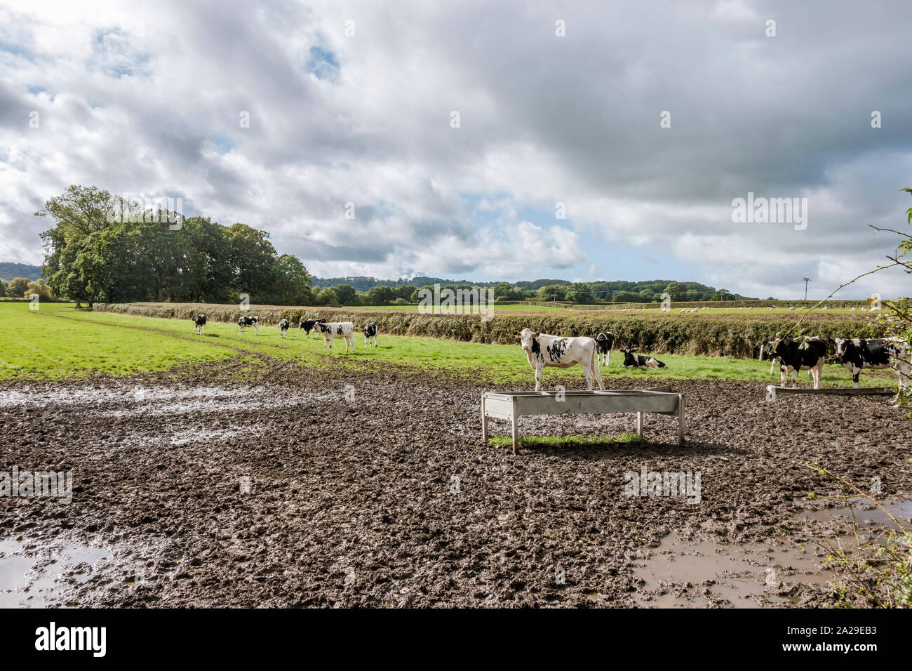 Cows standing in muddy field, Dorset countryside near Semley, Shaftesbury, UK, Europe. Stock Photo