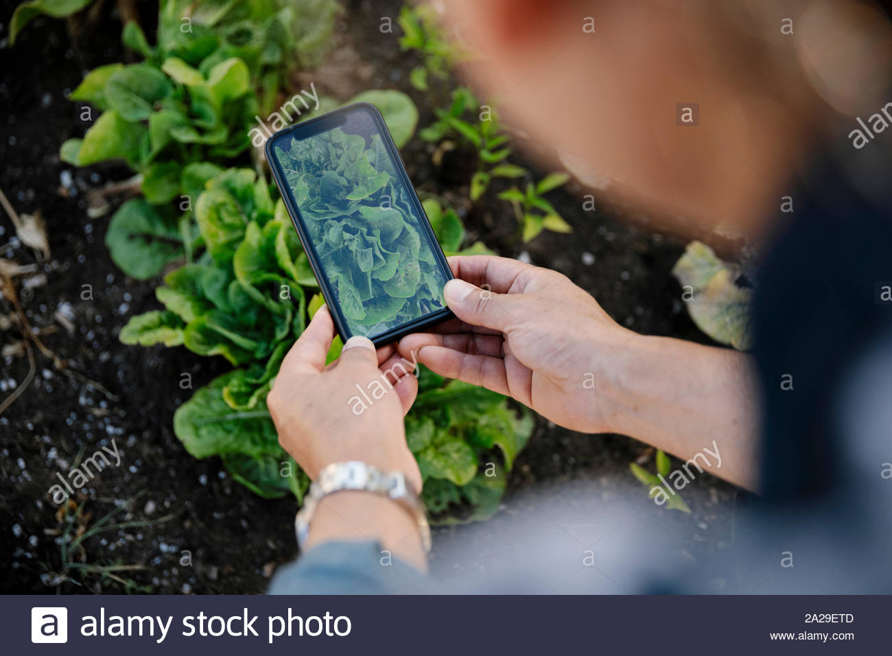 Man with camera phone photographing plant in garden Stock Photo