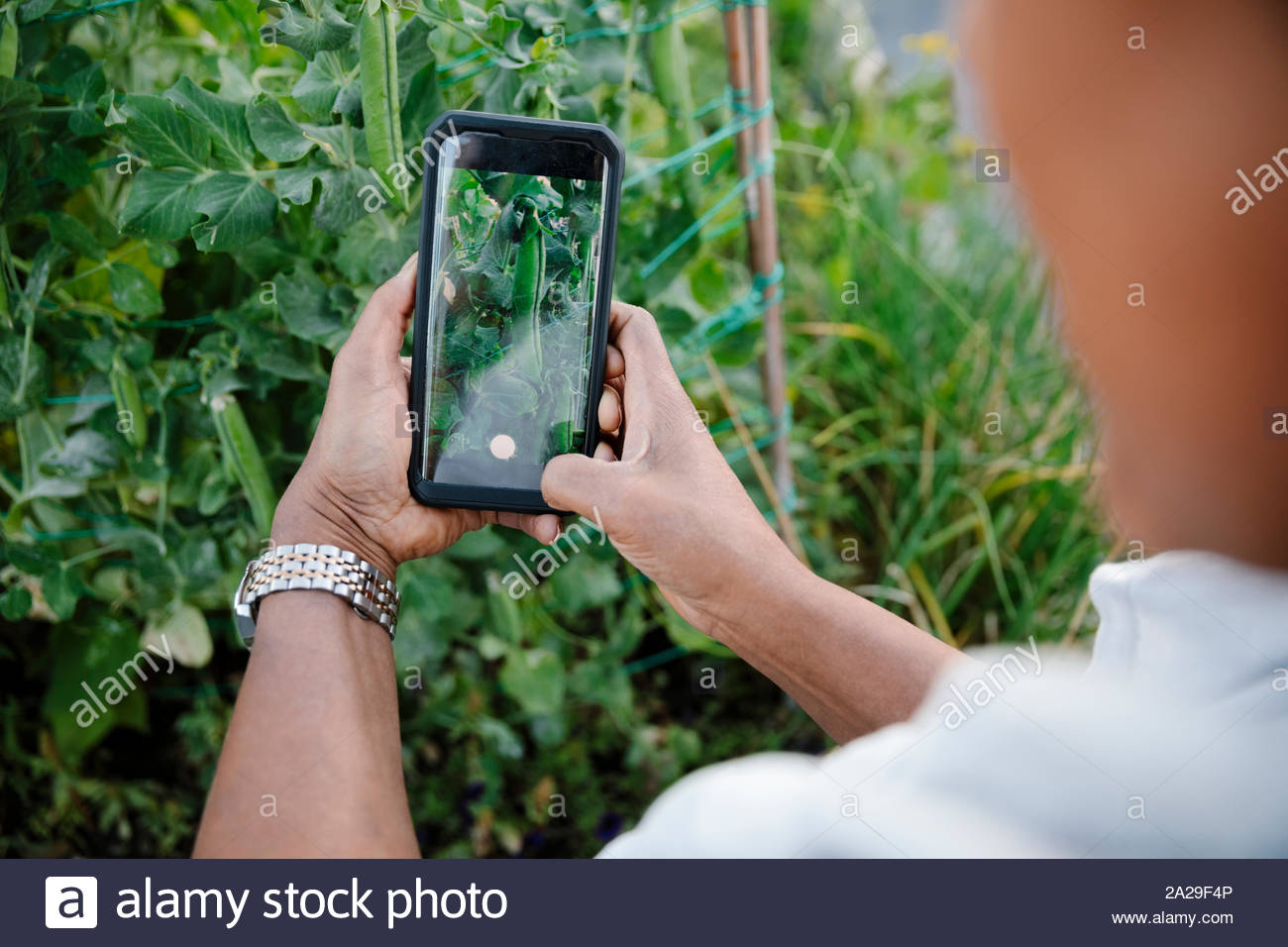 Man photographing vegetable plant with camera phone in garden Stock Photo