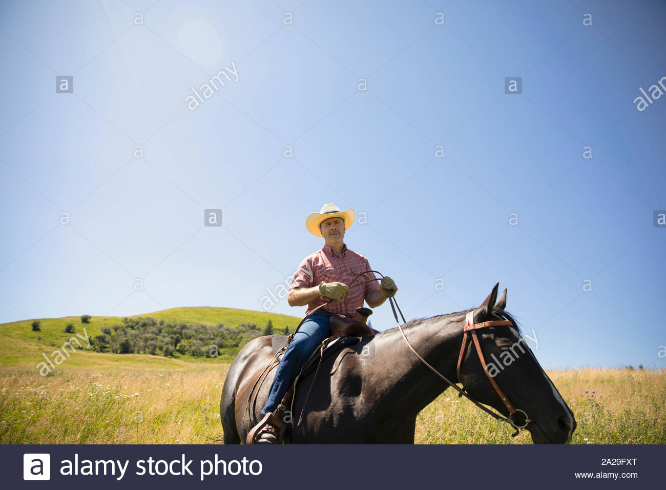 Rancher riding horse in field Stock Photo - Alamy