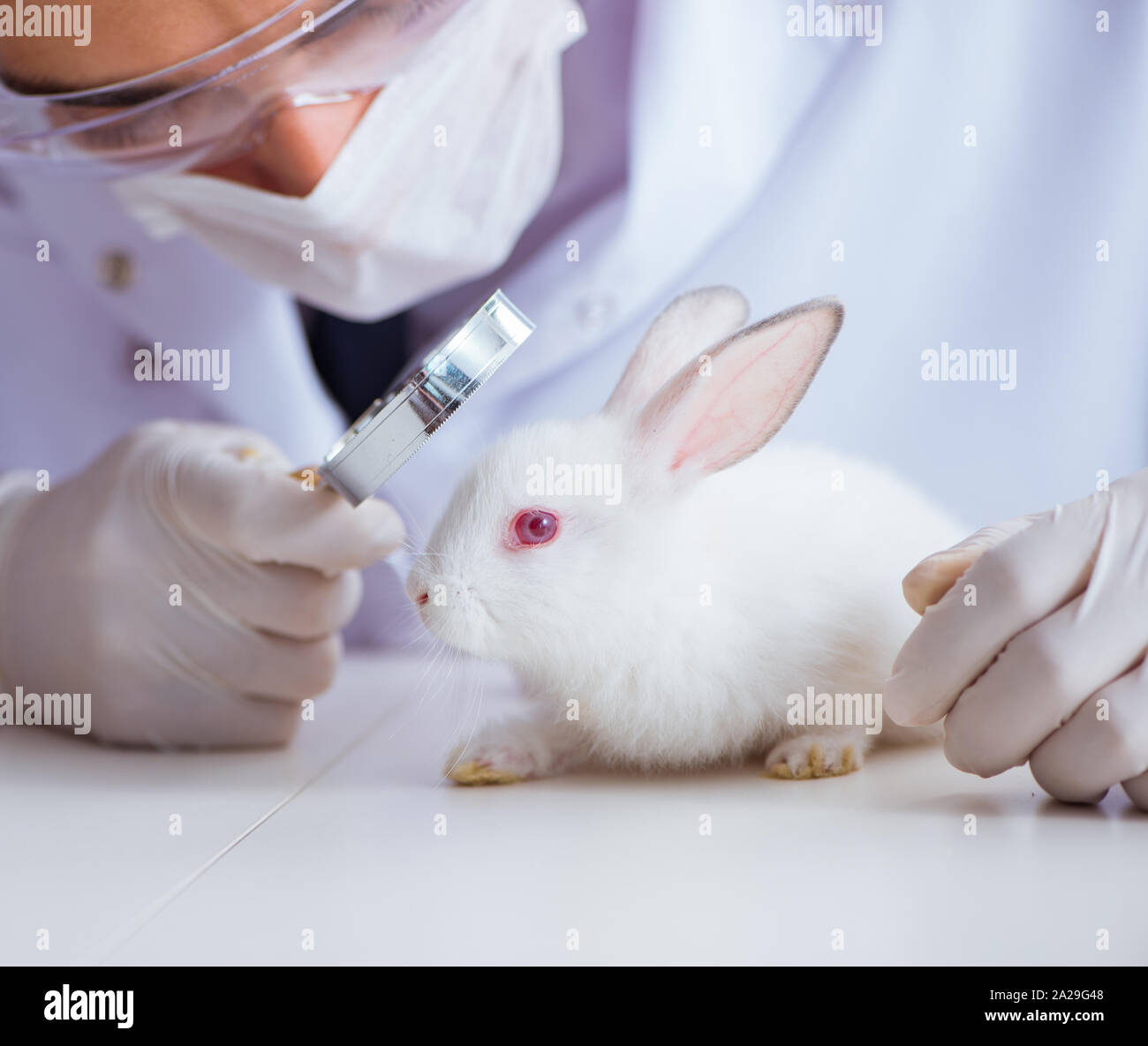 The vet doctor examining rabbit in pet hospital Stock Photo - Alamy